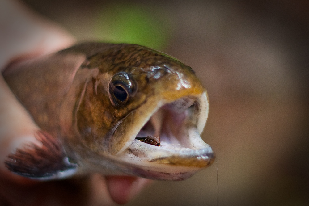 This small brook trout took the Zug Bug shown. Brook Trout 5