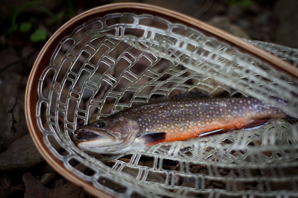 Another nicely colored brook trout. Brook Trout 2