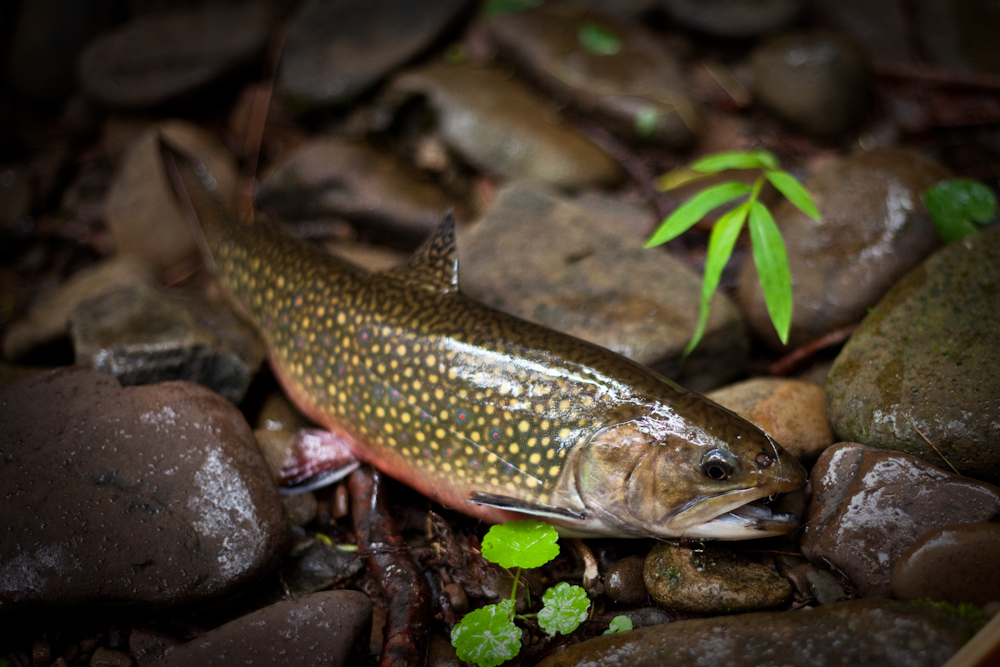 This healthy brook trout removed itself from my net while I reached for the camera. Brook Trout 4