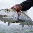 bahamas bonefish
