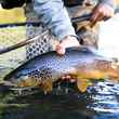 brown trout patagonia