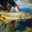 fly fishing lake trout yukon canada
