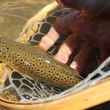 Brown Trout - Arkansas River